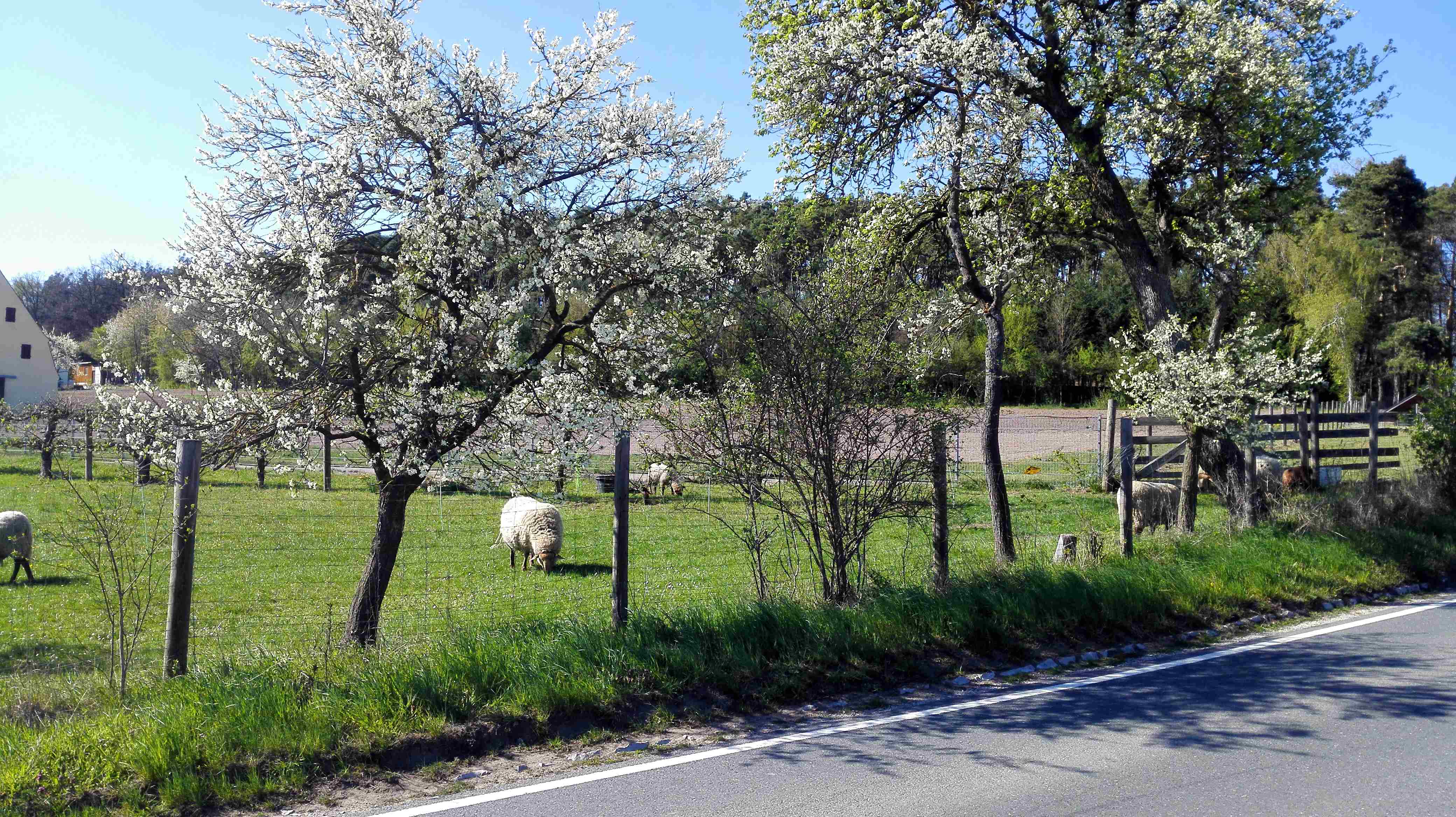 Schafe und Obstblüte am Wegesrand